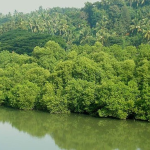 കേരളത്തില്‍ ഏറ്റവും കൂടുതല്‍ കണ്ടല്‍ക്കാടുകള്‍ ഉള്ള ജില്ല? എ) ആലപ്പുഴ ബി) കോട്ടയം സി) പാലക്കാട് ഡി) കണ്ണൂര്‍ ഉത്തരം ഡി അനുബന്ധ വിവരങ്ങള്‍ കേരളത്തില്‍ കടല്‍ത്തീര ദൈര്‍ഘ്യം കൂടുതലുള്ള ജില്ലയാണ് കണ്ണൂര്‍. കണ്ടല്‍ക്കാടുകളുടെ സംരക്ഷന്‍ എന്നറിയപ്പെടുന്ന പരിസ്ഥിതി പ്രവര്‍ത്തകനാണ് കല്ലേന്‍ പൊക്കുടന്‍. കണ്ടല്‍ക്കാടുകള്‍ക്കിടയില്‍ എന്റെ ജീവിതം എന്നതാണ് കല്ലേന്‍ പൊക്കുടന്റെ ആത്മകഥ. ലോകത്തിലെ ഏറ്റവും വലിയ കണ്ടല്‍ വനമാണ് പശ്ചിമ ബംഗാളിലെ സുന്ദര്‍ബന്‍സ്. ലോക കണ്ടല്‍വന സംരക്ഷണ ദിനം- ജൂലൈ 26 യുനെസ്‌കോയാണ് കണ്ടല്‍വന ദിനം ആചരിക്കുന്നത്. കണ്ടല്‍വന ആവാസവ്യവസ്ഥയുടെ സംരക്ഷണത്തിനായുള്ള അന്താരാഷ്ട്ര ദിനം, കണ്ടല്‍ക്കാടുകളുടെ ആവാസ വ്യവസ്ഥയെക്കുറിച്ചുള്ള അവബോധം വളര്‍ത്തുന്നതിനും സുസ്ഥിര പരിപാലനത്തിനും സംരക്ഷണത്തിനും ലക്ഷ്യമിട്ടാണ് കണ്ടല്‍വന ദിനം ആചരിക്കുന്നത്. തീരദേശ പരിസ്ഥിതി സംരക്ഷണത്തില്‍ നിക്ഷേപം പ്രോത്സാഹിപ്പിക്കുന്നതിനായി ഐയുസിഎന്നും യുഎന്‍ഡിപിയും ചേര്‍ന്ന് വികസിപ്പിച്ച സംരംഭമാണ് Mangroves for the Future. ഇന്ത്യയിലെ ആദ്യത്തെ കണ്ടല്‍വന ഗവേഷണ കേന്ദ്രം കൊല്ലം ജില്ലയിലെ ആയിരംതെങ്ങില്‍ ആണ്. കേരളത്തില്‍ ഏറ്റവും കുറച്ച് കടല്‍ത്തീരമുള്ള ജില്ല കൊല്ലമാണ് കേരളത്തില്‍ ഏറ്റവും കൂടുതല്‍ കണ്ടല്‍ക്കാടുകള്‍ ഉള്ള ജില്ല? ഉത്തരം ഡി) കണ്ണൂര്‍ കണ്ടല്‍ക്കാടുകളുമായി ബന്ധപ്പെട്ട് കേരള പി എസ് സി ചോദിച്ചിട്ടുള്ള ചോദ്യവും ഉത്തരവും അനുബന്ധ വസ്തുതകളും നമുക്ക് പഠിക്കാം. മലബാറിലെ ആരവല്ലിയെന്ന് വിശേഷിക്കപ്പെടുന്ന മലനിര ഏതാണ്? ഉത്തരം അറിയാന്‍ ക്ലിക്ക് ചെയ്യുക. xylem psc kozhikode, xylem psc calicut, xylem psc calicut contact number xylem psc calicut location, xylem psc kozhikode contact number, xylem psc calicut locaition, silver leaf psc academy kozhikode, silver leaf psc academy calicut, ldc exam result, ldc exam date, secretariate assistant exam notes,