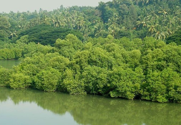 കേരളത്തില്‍ ഏറ്റവും കൂടുതല്‍ കണ്ടല്‍ക്കാടുകള്‍ ഉള്ള ജില്ല? എ) ആലപ്പുഴ ബി) കോട്ടയം സി) പാലക്കാട് ഡി) കണ്ണൂര്‍ ഉത്തരം ഡി അനുബന്ധ വിവരങ്ങള്‍ കേരളത്തില്‍ കടല്‍ത്തീര ദൈര്‍ഘ്യം കൂടുതലുള്ള ജില്ലയാണ് കണ്ണൂര്‍. കണ്ടല്‍ക്കാടുകളുടെ സംരക്ഷന്‍ എന്നറിയപ്പെടുന്ന പരിസ്ഥിതി പ്രവര്‍ത്തകനാണ് കല്ലേന്‍ പൊക്കുടന്‍. കണ്ടല്‍ക്കാടുകള്‍ക്കിടയില്‍ എന്റെ ജീവിതം എന്നതാണ് കല്ലേന്‍ പൊക്കുടന്റെ ആത്മകഥ. ലോകത്തിലെ ഏറ്റവും വലിയ കണ്ടല്‍ വനമാണ് പശ്ചിമ ബംഗാളിലെ സുന്ദര്‍ബന്‍സ്. ലോക കണ്ടല്‍വന സംരക്ഷണ ദിനം- ജൂലൈ 26 യുനെസ്‌കോയാണ് കണ്ടല്‍വന ദിനം ആചരിക്കുന്നത്. കണ്ടല്‍വന ആവാസവ്യവസ്ഥയുടെ സംരക്ഷണത്തിനായുള്ള അന്താരാഷ്ട്ര ദിനം, കണ്ടല്‍ക്കാടുകളുടെ ആവാസ വ്യവസ്ഥയെക്കുറിച്ചുള്ള അവബോധം വളര്‍ത്തുന്നതിനും സുസ്ഥിര പരിപാലനത്തിനും സംരക്ഷണത്തിനും ലക്ഷ്യമിട്ടാണ് കണ്ടല്‍വന ദിനം ആചരിക്കുന്നത്. തീരദേശ പരിസ്ഥിതി സംരക്ഷണത്തില്‍ നിക്ഷേപം പ്രോത്സാഹിപ്പിക്കുന്നതിനായി ഐയുസിഎന്നും യുഎന്‍ഡിപിയും ചേര്‍ന്ന് വികസിപ്പിച്ച സംരംഭമാണ് Mangroves for the Future. ഇന്ത്യയിലെ ആദ്യത്തെ കണ്ടല്‍വന ഗവേഷണ കേന്ദ്രം കൊല്ലം ജില്ലയിലെ ആയിരംതെങ്ങില്‍ ആണ്. കേരളത്തില്‍ ഏറ്റവും കുറച്ച് കടല്‍ത്തീരമുള്ള ജില്ല കൊല്ലമാണ് കേരളത്തില്‍ ഏറ്റവും കൂടുതല്‍ കണ്ടല്‍ക്കാടുകള്‍ ഉള്ള ജില്ല? ഉത്തരം ഡി) കണ്ണൂര്‍ കണ്ടല്‍ക്കാടുകളുമായി ബന്ധപ്പെട്ട് കേരള പി എസ് സി ചോദിച്ചിട്ടുള്ള ചോദ്യവും ഉത്തരവും അനുബന്ധ വസ്തുതകളും നമുക്ക് പഠിക്കാം. മലബാറിലെ ആരവല്ലിയെന്ന് വിശേഷിക്കപ്പെടുന്ന മലനിര ഏതാണ്? ഉത്തരം അറിയാന്‍ ക്ലിക്ക് ചെയ്യുക. xylem psc kozhikode, xylem psc calicut, xylem psc calicut contact number xylem psc calicut location, xylem psc kozhikode contact number, xylem psc calicut locaition, silver leaf psc academy kozhikode, silver leaf psc academy calicut, ldc exam result, ldc exam date, secretariate assistant exam notes,