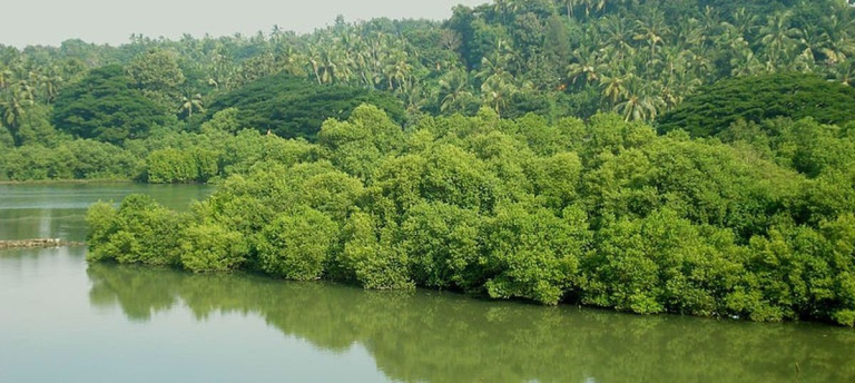 കേരളത്തില്‍ ഏറ്റവും കൂടുതല്‍ കണ്ടല്‍ക്കാടുകള്‍ ഉള്ള ജില്ല? എ) ആലപ്പുഴ ബി) കോട്ടയം സി) പാലക്കാട് ഡി) കണ്ണൂര്‍ ഉത്തരം ഡി അനുബന്ധ വിവരങ്ങള്‍ കേരളത്തില്‍ കടല്‍ത്തീര ദൈര്‍ഘ്യം കൂടുതലുള്ള ജില്ലയാണ് കണ്ണൂര്‍. കണ്ടല്‍ക്കാടുകളുടെ സംരക്ഷന്‍ എന്നറിയപ്പെടുന്ന പരിസ്ഥിതി പ്രവര്‍ത്തകനാണ് കല്ലേന്‍ പൊക്കുടന്‍. കണ്ടല്‍ക്കാടുകള്‍ക്കിടയില്‍ എന്റെ ജീവിതം എന്നതാണ് കല്ലേന്‍ പൊക്കുടന്റെ ആത്മകഥ. ലോകത്തിലെ ഏറ്റവും വലിയ കണ്ടല്‍ വനമാണ് പശ്ചിമ ബംഗാളിലെ സുന്ദര്‍ബന്‍സ്. ലോക കണ്ടല്‍വന സംരക്ഷണ ദിനം- ജൂലൈ 26 യുനെസ്‌കോയാണ് കണ്ടല്‍വന ദിനം ആചരിക്കുന്നത്. കണ്ടല്‍വന ആവാസവ്യവസ്ഥയുടെ സംരക്ഷണത്തിനായുള്ള അന്താരാഷ്ട്ര ദിനം, കണ്ടല്‍ക്കാടുകളുടെ ആവാസ വ്യവസ്ഥയെക്കുറിച്ചുള്ള അവബോധം വളര്‍ത്തുന്നതിനും സുസ്ഥിര പരിപാലനത്തിനും സംരക്ഷണത്തിനും ലക്ഷ്യമിട്ടാണ് കണ്ടല്‍വന ദിനം ആചരിക്കുന്നത്. തീരദേശ പരിസ്ഥിതി സംരക്ഷണത്തില്‍ നിക്ഷേപം പ്രോത്സാഹിപ്പിക്കുന്നതിനായി ഐയുസിഎന്നും യുഎന്‍ഡിപിയും ചേര്‍ന്ന് വികസിപ്പിച്ച സംരംഭമാണ് Mangroves for the Future. ഇന്ത്യയിലെ ആദ്യത്തെ കണ്ടല്‍വന ഗവേഷണ കേന്ദ്രം കൊല്ലം ജില്ലയിലെ ആയിരംതെങ്ങില്‍ ആണ്. കേരളത്തില്‍ ഏറ്റവും കുറച്ച് കടല്‍ത്തീരമുള്ള ജില്ല കൊല്ലമാണ് കേരളത്തില്‍ ഏറ്റവും കൂടുതല്‍ കണ്ടല്‍ക്കാടുകള്‍ ഉള്ള ജില്ല? ഉത്തരം ഡി) കണ്ണൂര്‍ കണ്ടല്‍ക്കാടുകളുമായി ബന്ധപ്പെട്ട് കേരള പി എസ് സി ചോദിച്ചിട്ടുള്ള ചോദ്യവും ഉത്തരവും അനുബന്ധ വസ്തുതകളും നമുക്ക് പഠിക്കാം. മലബാറിലെ ആരവല്ലിയെന്ന് വിശേഷിക്കപ്പെടുന്ന മലനിര ഏതാണ്? ഉത്തരം അറിയാന്‍ ക്ലിക്ക് ചെയ്യുക. xylem psc kozhikode, xylem psc calicut, xylem psc calicut contact number xylem psc calicut location, xylem psc kozhikode contact number, xylem psc calicut locaition, silver leaf psc academy kozhikode, silver leaf psc academy calicut, ldc exam result, ldc exam date, secretariate assistant exam notes,